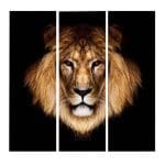 Tableau Lion Allure photo lion couleur