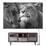 Tableau Lion et Lionne Noir et Blanc Majestueux | Lion Royaume